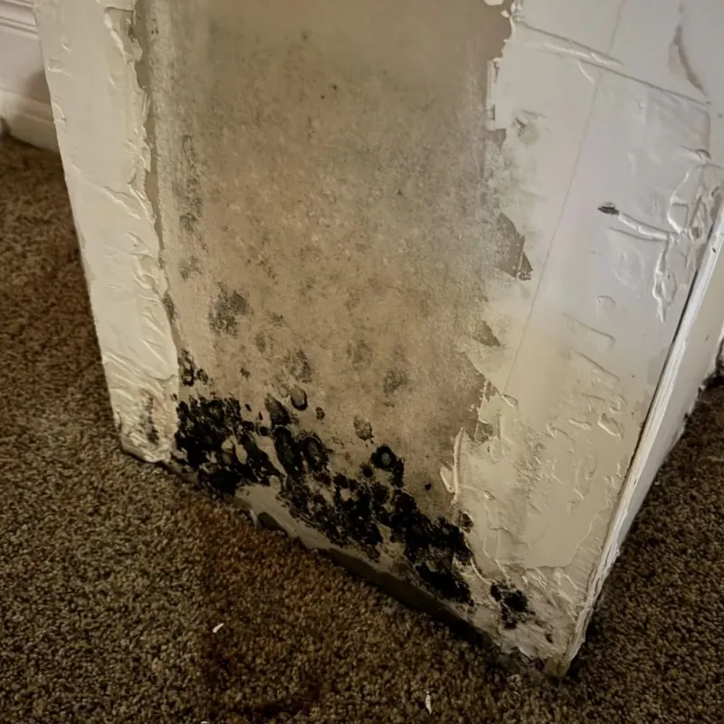 Professional Mold Removal in Mecklenburg County, VA